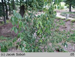 Staphylea holocarpa Rosea