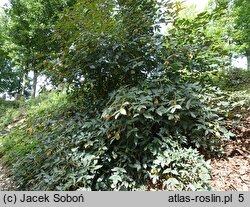 Staphylea colchica Black Jack