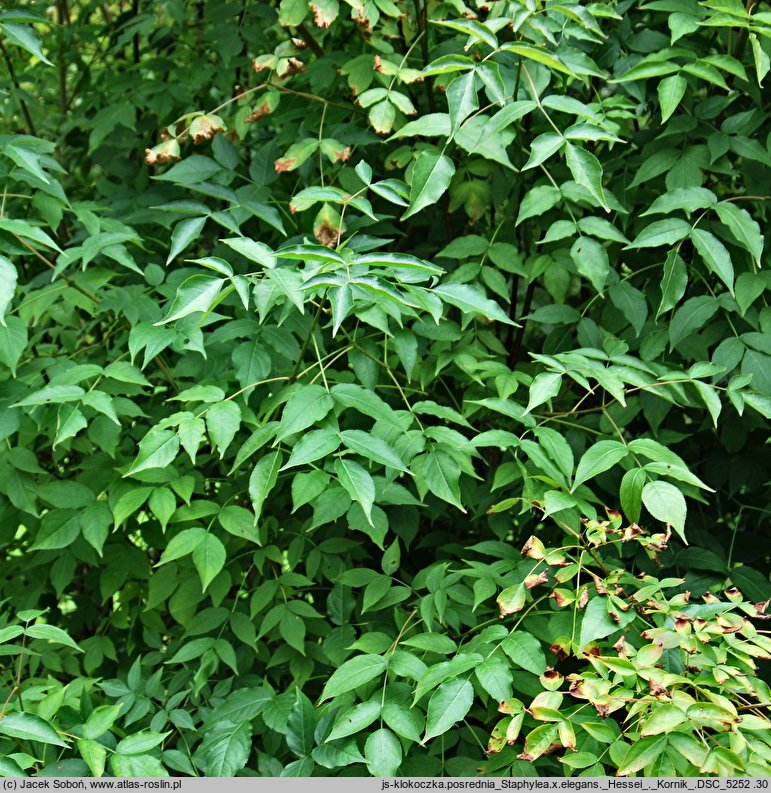 Staphylea ×elegans ‘Hessei’ (kłokoczka pośrednia 'Hessei')