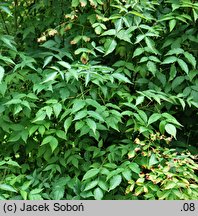 Staphylea ×elegans ‘Hessei’ (kłokoczka pośrednia 'Hessei')