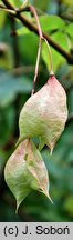 Staphylea ×elegans ‘Hessei’ (kłokoczka pośrednia 'Hessei')