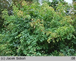 Staphylea ×elegans ‘Hessei’ (kłokoczka pośrednia 'Hessei')