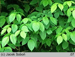 Staphylea trifolia (kłokoczka trójlistna)