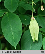 Staphylea trifolia (kłokoczka trójlistna)