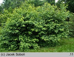 Staphylea trifolia (kłokoczka trójlistna)