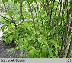 Staphylea trifolia (kłokoczka trójlistna)