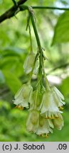 Staphylea trifolia (kłokoczka trójlistna)