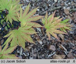 Acer shirasawanum Autumn Moon