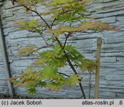Acer shirasawanum Autumn Moon