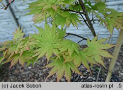 Acer shirasawanum Autumn Moon