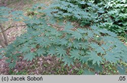 Acer shirasawanum (klon Shirasawy)