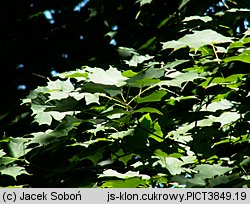 Acer saccharum