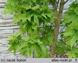 Acer saccharum Millane's Dwarf