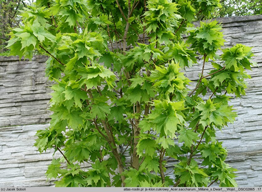 Acer saccharum Millane's Dwarf