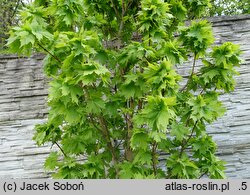 Acer saccharum Millane's Dwarf
