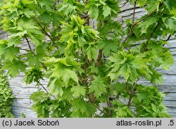 Acer saccharum Millane's Dwarf
