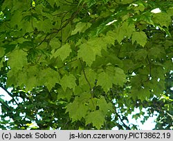 Acer rubrum