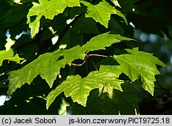 Acer rubrum