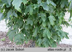Acer rubrum Green Pillar