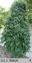 Acer rubrum Green Pillar