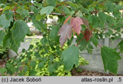 Acer rubrum Summer Red