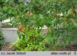 Acer rubrum Summer Red