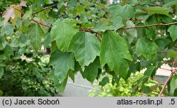 Acer rubrum Summer Red