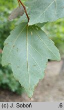 Acer rubrum Summer Red