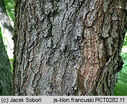 Acer monspessulanum
