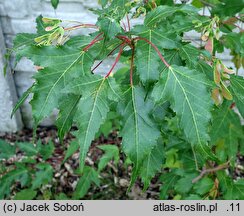 Acer ginnala Bailey Compact