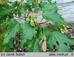 Acer ginnala Bailey Compact