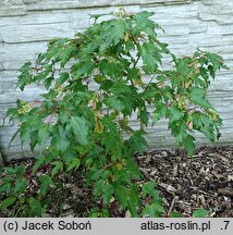 Acer ginnala Bailey Compact