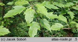 Acer ginnala (klon ginnala)