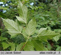 Acer ginnala (klon ginnala)
