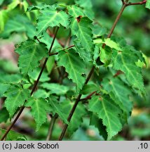 Acer crataegifolium (klon głogolistny)