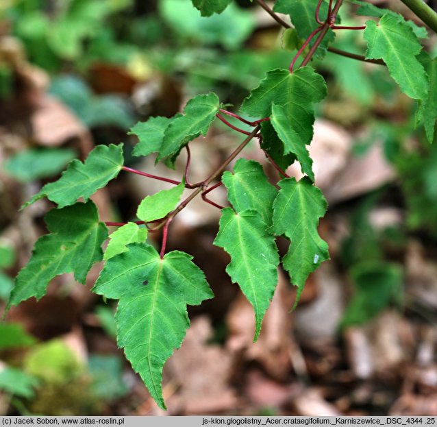 Acer crataegifolium (klon głogolistny)