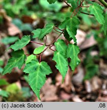 Acer crataegifolium (klon głogolistny)