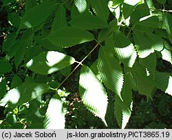 Acer carpinifolium