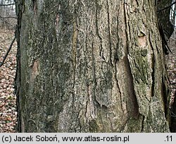 Acer pseudoplatanus (klon jawor)