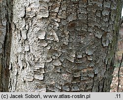 Acer pseudoplatanus (klon jawor)