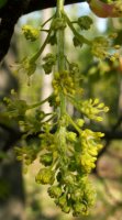 Acer pseudoplatanus (klon jawor)