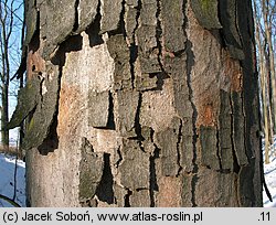 Acer pseudoplatanus (klon jawor)