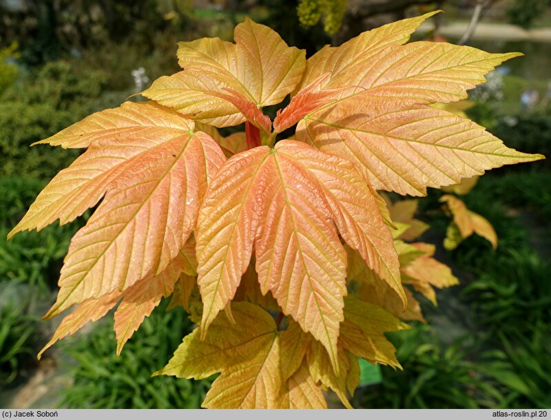 Acer pseudoplatanus Brilliantissimum