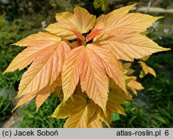 Acer pseudoplatanus Brilliantissimum