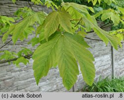 Acer pseudoplatanus Pruhonice