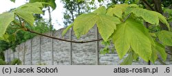Acer pseudoplatanus Pruhonice