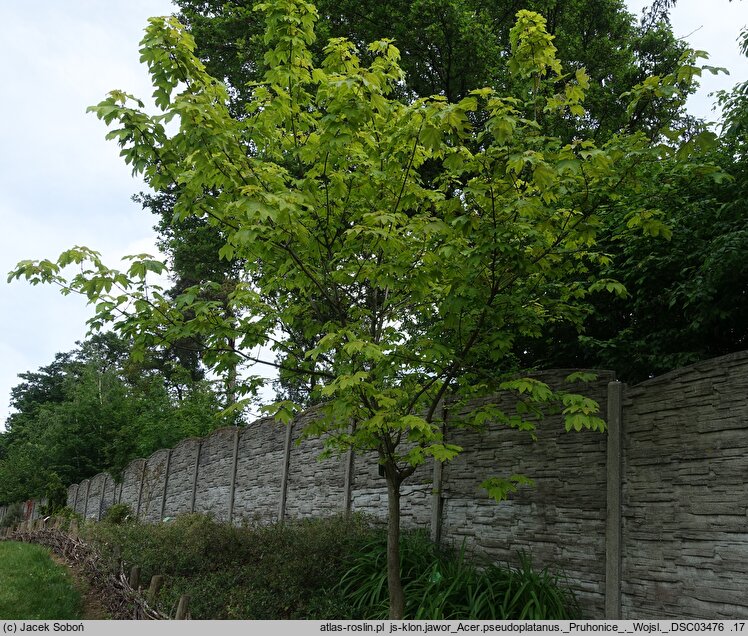 Acer pseudoplatanus Pruhonice