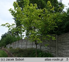 Acer pseudoplatanus Pruhonice