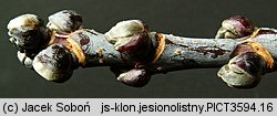 Acer negundo (klon jesionolistny)