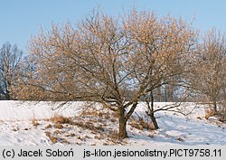 Acer negundo (klon jesionolistny)